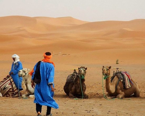 Camel Trekking - Day Tours