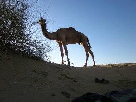 Real Desert Man Camel Safari