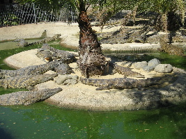 Crocodile Park