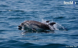 SeaMor Dolphin Watching Boat Trips