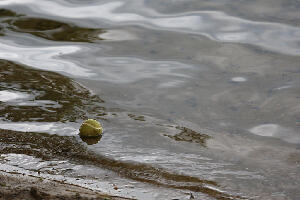 Lake Waban