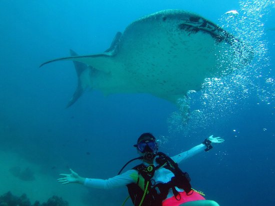 Whale Shark Alona & Oslob