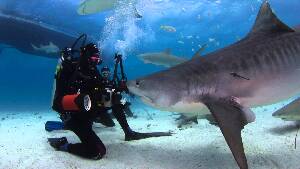 Max Shark Diving