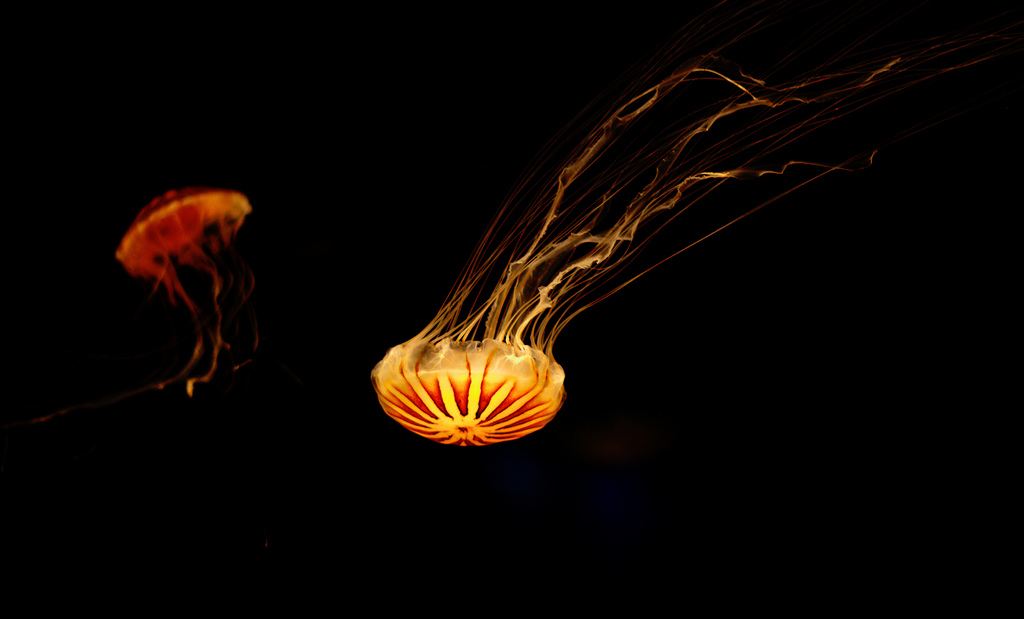 Osaka Aquarium Kaiyukan