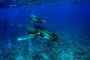 Tongan Expeditions Dive & Whale Watching