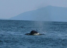 Western Prince Whale & Wildlife Tours