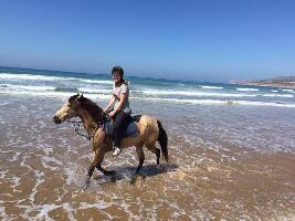 Agadir Horse & Camel