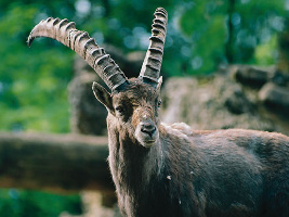 Wildpark Roggenhausen