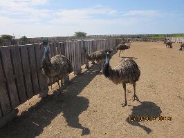 Aves Gigantes de Peru