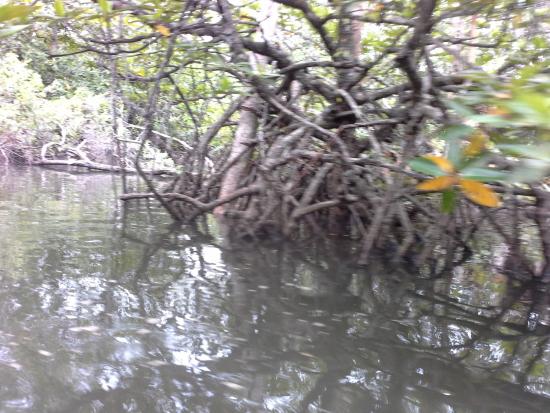 Bintan Mangrove Discovery - Day Tour