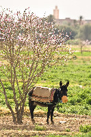 Morocco To Go