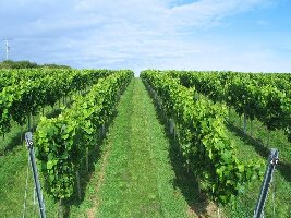 Devon Canada Winery Tour