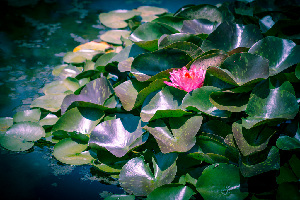 Dallas Arboretum & Botanical Gardens