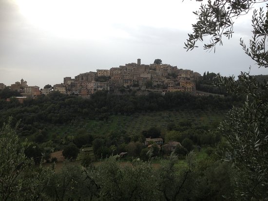 Johnny Madge Olive Oil Tour