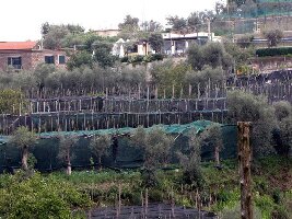 Enogastronomic Tour Schiazzano
