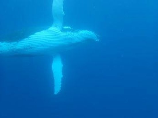 Whale Swim, Fish & Dive Tours