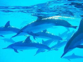 Wild Dolphin Swims with Roberta Goodman