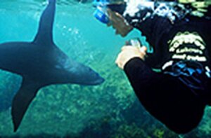 Topspot Seal Swim