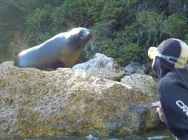Marahau New Zealand Swim