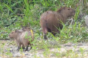 Amazon Wildlife Peru