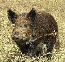 Hog&rsquo;s Australia&rsquo;s Steakhouse