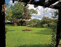 Garstang United Kingdom Tree