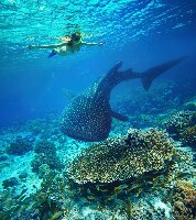 Kota Kinabalu Malaysia Dive