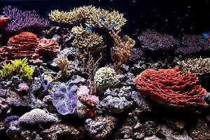 Submarine Garden