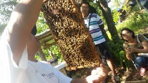 Milea Bee Farm