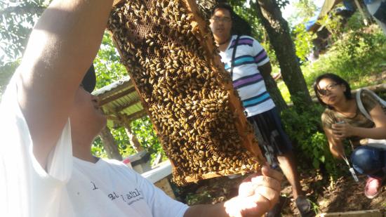 Milea Bee Farm