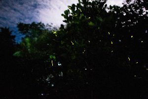 Donsol Firefly Tour
