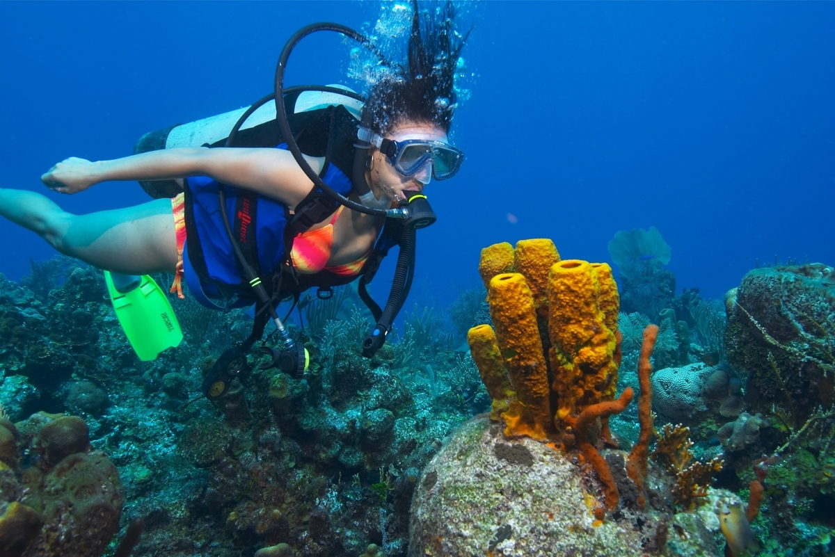 Diving Indo