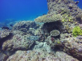 San Vicente Philippines Dive