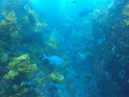 Paihia Bay of Islands Dive