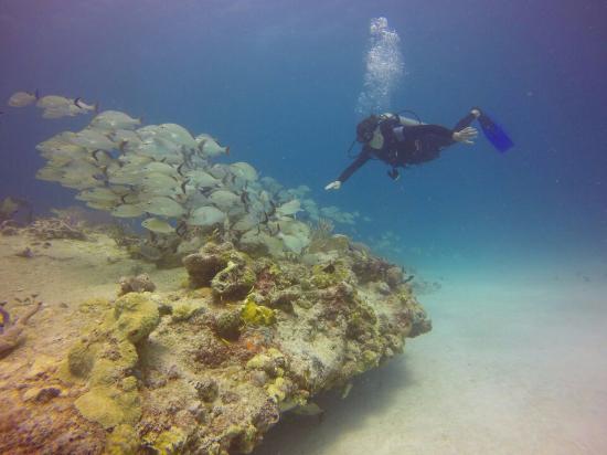 ME Dive Center
