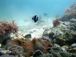 Dive Puerto Princesa