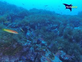 Santa Maria Ecuador Dive
