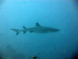 Bajo Dive Club
