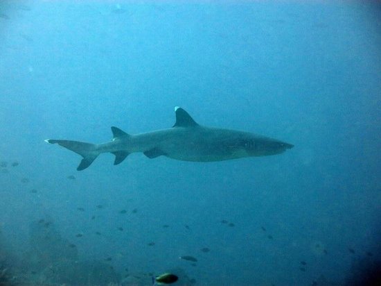 Bajo Dive Club