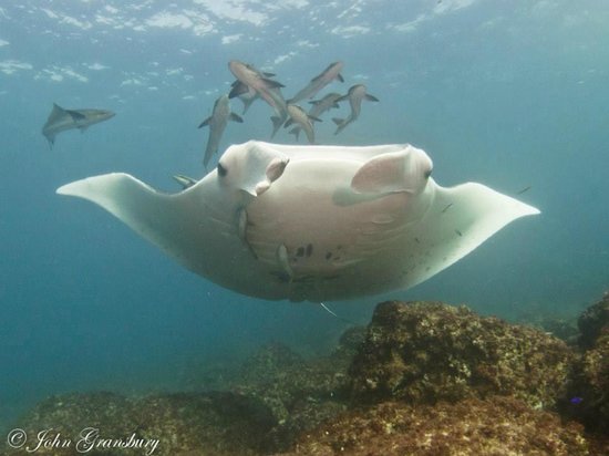 Professional Dive Services - Day Tours