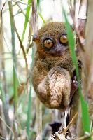 Philippines Wildlife Sanctuary