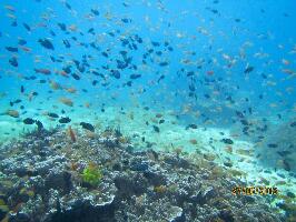 Bohol Divers Club Dive Center