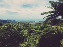 Rainforest Spirit - Day Tours