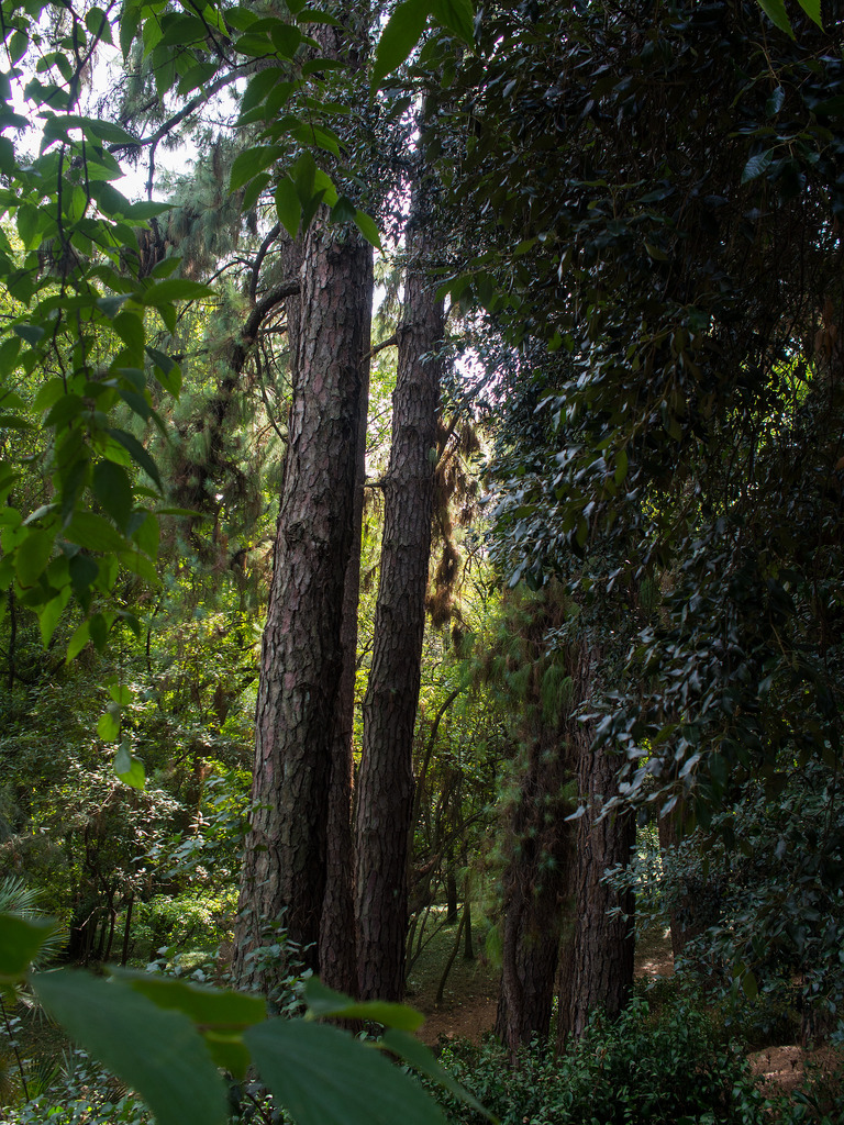 Jardim Botanico Da Universidade De Lisboa