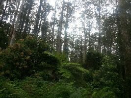 Sherbrooke Forest