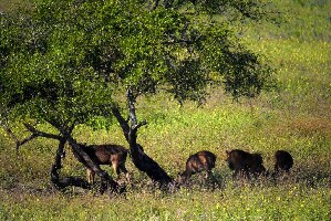 Baluran National Park