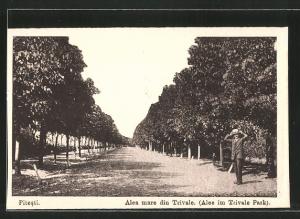 Trivale Park (Piteşti)