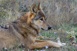 Eparchiaki Odos Aminteou-Kastorias Greece Sanctuary