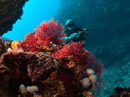 SamoaDive&Snorkel