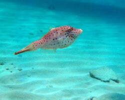 Renee Snorkel Trips